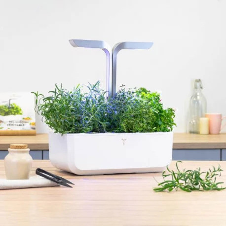 Véritable Lingot rozmaring